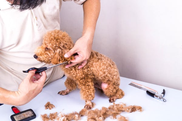 トリマー監修 自分でできる トイプードルの自宅カット トリマー監修 自分でできる トイプードルの自宅カット