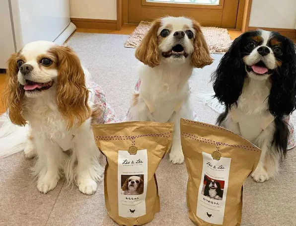 専門家監修 老犬に適切な食事量や頻度はどれぐらい