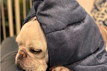 そんな意味があったの 犬の寝相 Zzzを行動学で解説 そんな意味があったの 犬の寝相 Zzzを行動学で解説