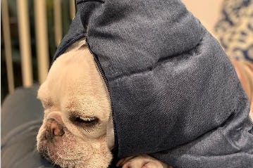 そんな意味があったの 犬の寝相 Zzzを行動学で解説 そんな意味があったの 犬の寝相 Zzzを行動学で解説