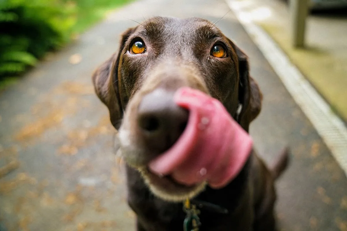 ペロり 犬は怒った顔を見ると口元をなめる
