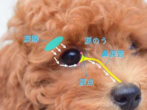獣医師 松田先生に聞いた トイプードルの涙やけの原因とケア 獣医師 松田先生に聞いた トイプードルの涙やけの原因とケア