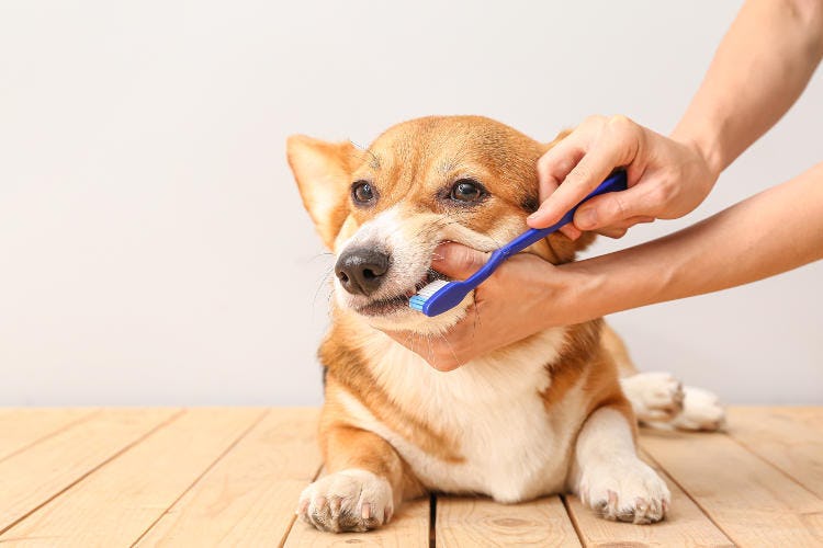 専門家監修 成犬期のワンコの食事 ポイントと注意点