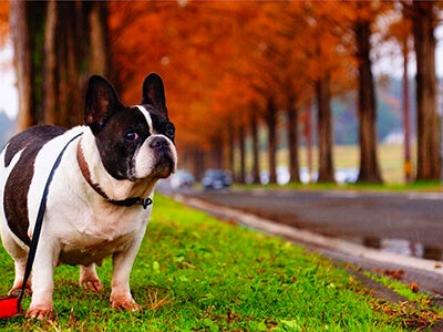 インスタで話題 関西で犬と楽しめるお出かけスポット インスタで話題 関西で犬と楽しめるお出かけスポット