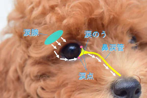 心配な犬の涙 原因となる目の疾患 病気の代表例 心配な犬の涙 原因となる目の疾患 病気の代表例
