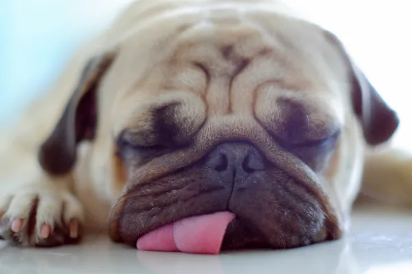 専門家監修 犬がドッグフードを吐く 犬の嘔吐の原因と対処法