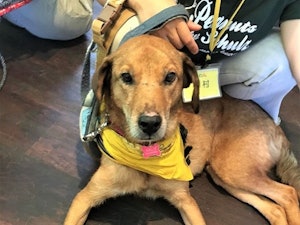 人見知りのタンゴくん。7才の成犬とは思えない甘えん坊の姿を時折見せてくれます(笑)