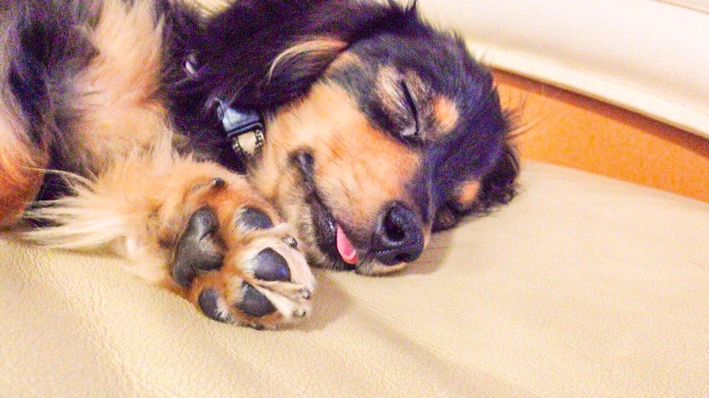 ポップコーン 枝豆 犬の肉球の匂いを調査してみた ポップコーン 枝豆 犬の肉球の匂いを調査してみた