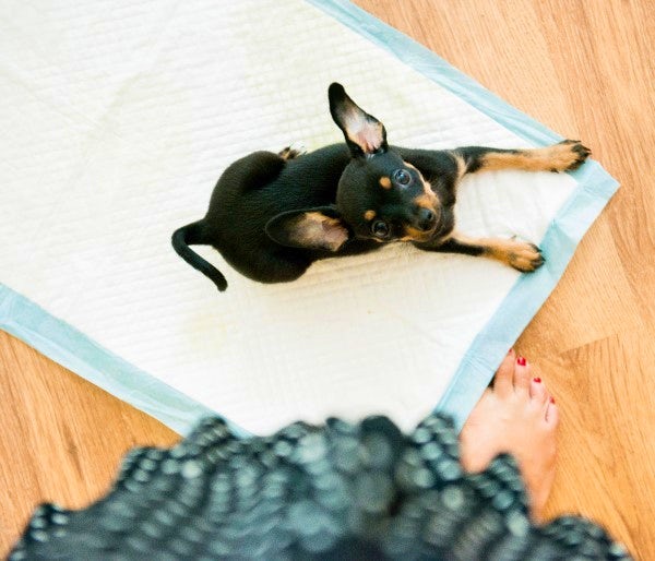 失敗を減らそう 犬のトイレトレーニング 基本編