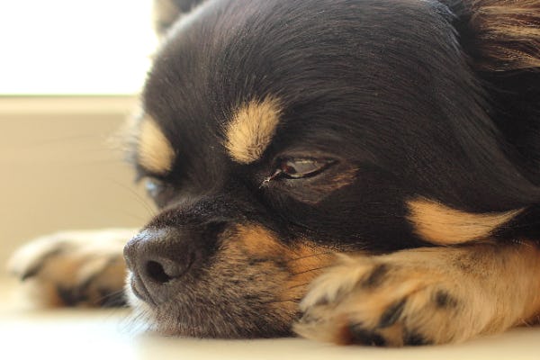 心配な犬の涙 原因となる目の疾患 病気の代表例 心配な犬の涙 原因となる目の疾患 病気の代表例