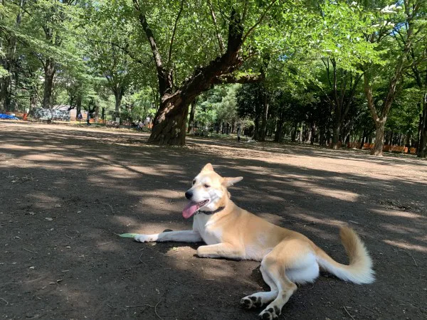 子犬へのドッグフードのふやかし方 カリカリはいつから