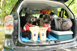 レオアンドレアを載せて、クロちゃん・りくちゃん号出発!(@fukukuro0928)