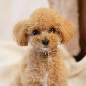 自宅でもしっかり首輪を着用、チワプーのロアくん(@__loa.0417__)