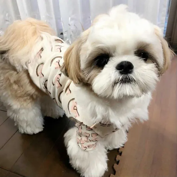 デリケートな犬の皮膚と被毛 サマーカットの注意点