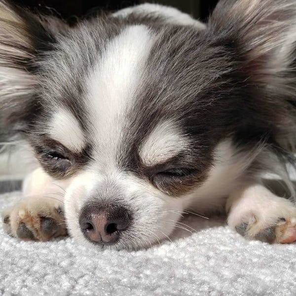 専門家監修 プルプルが止まらない チワワの震えとその理由