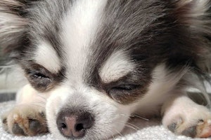 専門家監修 プルプルが止まらない チワワの震えとその理由 専門家監修 プルプルが止まらない チワワの震えとその理由