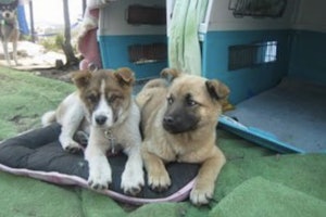 福島からみなしご救援隊に保護されていた当時のフクちゃん(右)と一緒に保護された兄妹犬(左)。