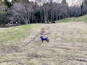 駆け回る銀次郎くん