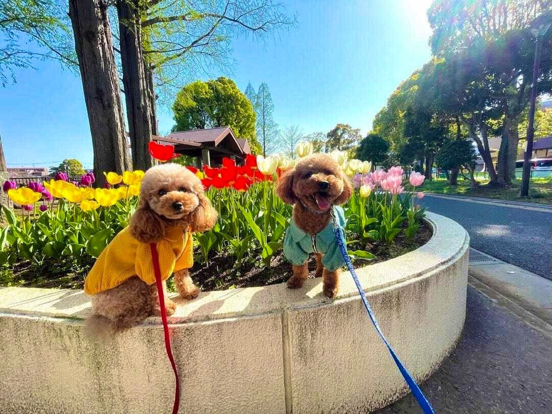 首輪 ハーネス トイプードルの細い首に合うのはどっち 首輪 ハーネス トイプードルの細い首に合うのはどっち