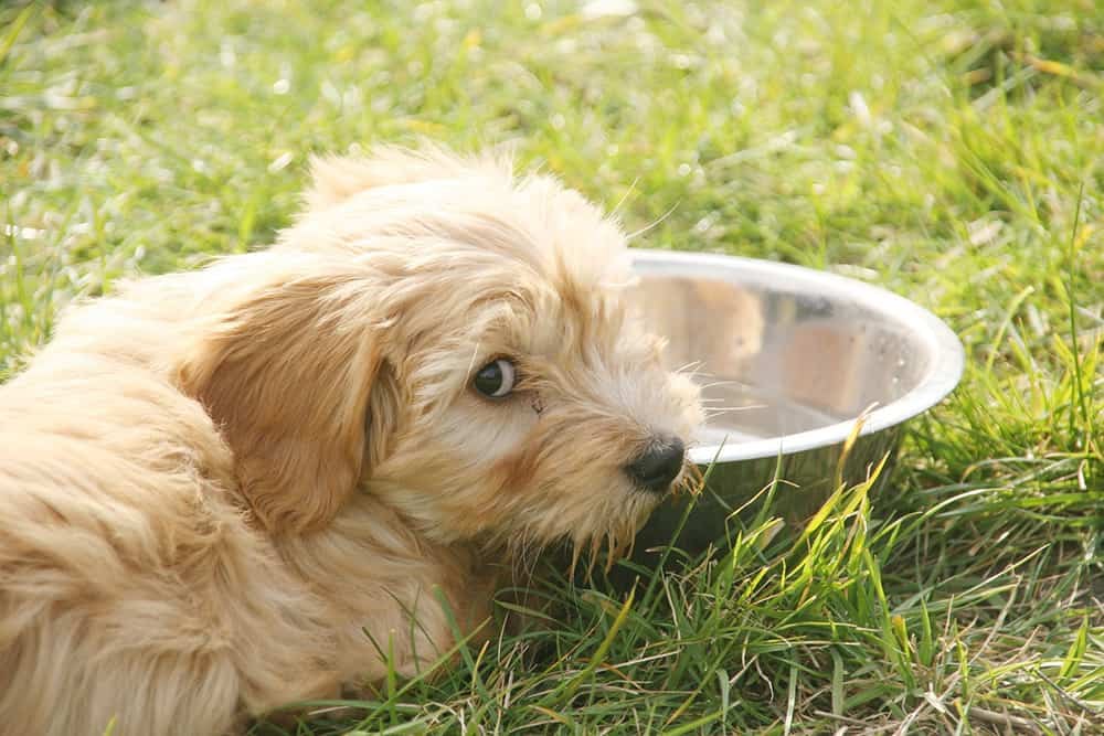 水分不足に注意 犬が必要な1日あたりの水分量