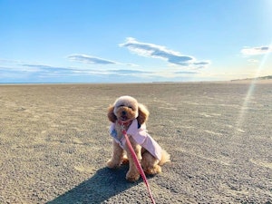 📷:プティちゃん(@ciel.petit.poodiary