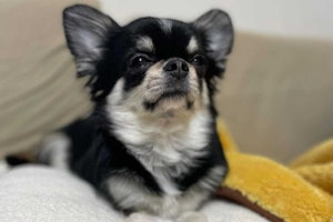 専門家監修 プルプルが止まらない チワワの震えとその理由 専門家監修 プルプルが止まらない チワワの震えとその理由