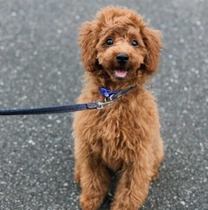 元気いっぱいジャックくん(@jack_boy0220)