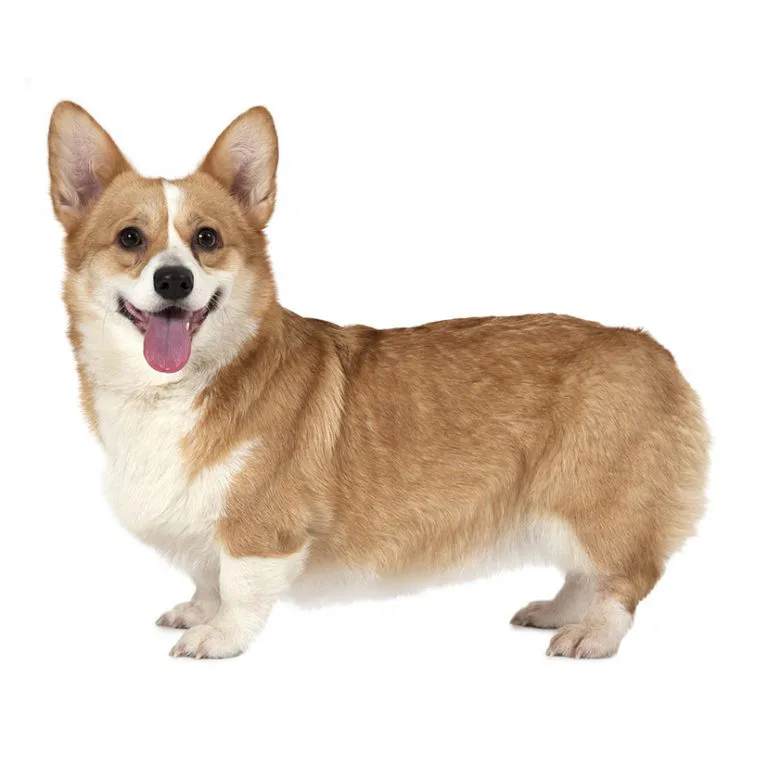 犬図鑑 ウェルシュ コーギー ペンブローク