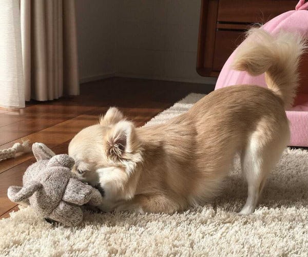 専門家監修 プルプルが止まらない チワワの震えとその理由