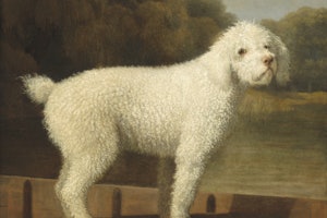 1780年ジョージ・スタッブス著(英)、パントの白いプードル