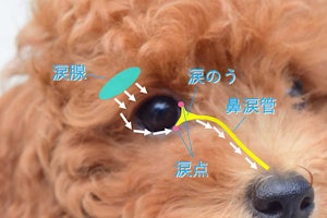 獣医師監修 片目か両目かで原因を判断 犬の涙やけの原因と対策 獣医師監修 片目か両目かで原因を判断 犬の涙やけの原因と対策