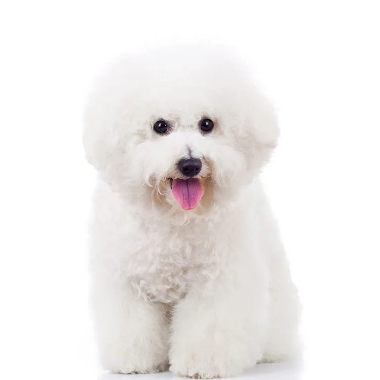 犬図鑑 ビション フリーゼ