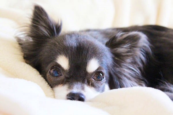 獣医師監修 片目か両目かで原因を判断 犬の涙やけの原因と対策 獣医師監修 片目か両目かで原因を判断 犬の涙やけの原因と対策