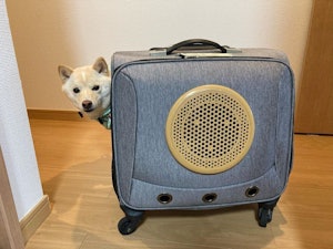 📸:キャリーバッグからひょっこり、おもちくん(@mameshibaomochi)