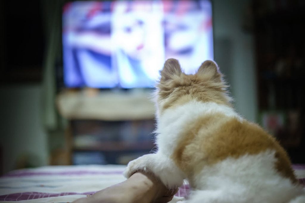 愛犬もテレビを楽しんでいる 犬のテレビの見え方について