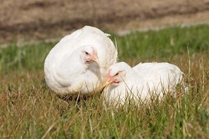 平飼いされている徳島県産のニワトリ