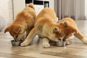 専門家監修 犬がドッグフードを吐く 犬の嘔吐の原因と対処法 専門家監修 犬がドッグフードを吐く 犬の嘔吐の原因と対処法