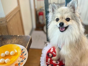 📸:カフェご飯を楽しむちゃちゃくん(@shoshotaitai)