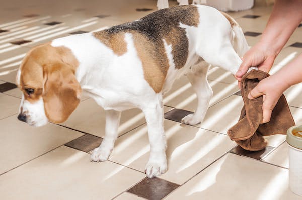 専門家に相談 犬が手足をなめるのはなぜ