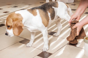 専門家に相談 犬が手足をなめるのはなぜ 専門家に相談 犬が手足をなめるのはなぜ