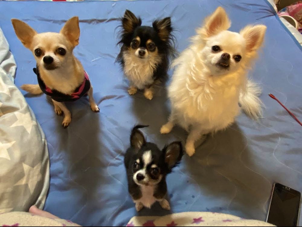 専門家に相談 生後5ヶ月 末っ子チワワのやんちゃ解消法は 専門家に相談 生後5ヶ月 末っ子チワワのやんちゃ解消法は