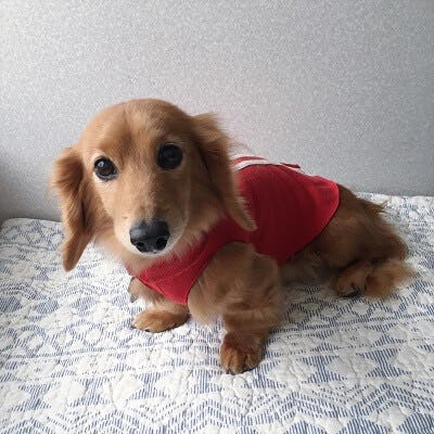 犬diy 5分で完成 針や糸を使わず作る簡単ドッグウェア 小型犬用 犬diy 5分で完成 針や糸を使わず作る簡単ドッグウェア 小型犬用