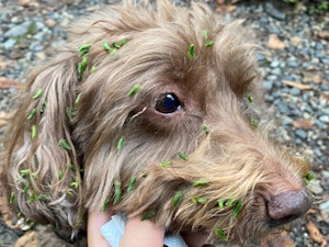 この程度のひっつき虫なら可愛らしい!!