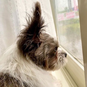 📷:外を眺めるランちゃん(@hitomiseino)