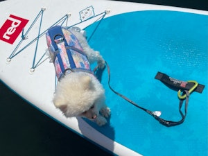 カラビナ・リードでワンコとSUPボードをつなぎます。