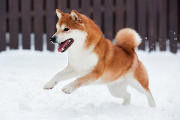 専門家監修 本気噛みになる前に 柴犬の噛み癖対処法