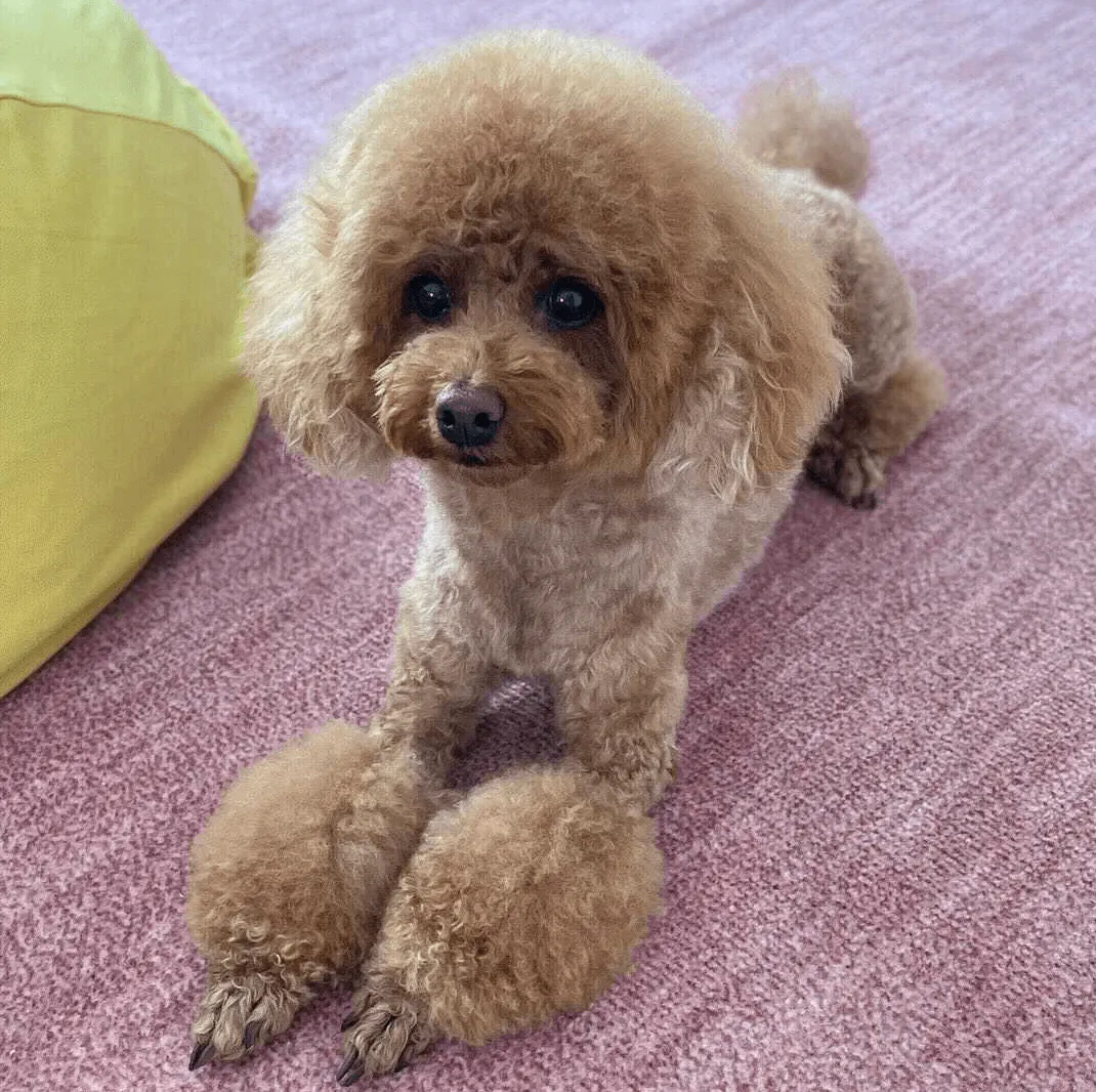 トリマー監修 自分でできる トイプードルの自宅カット