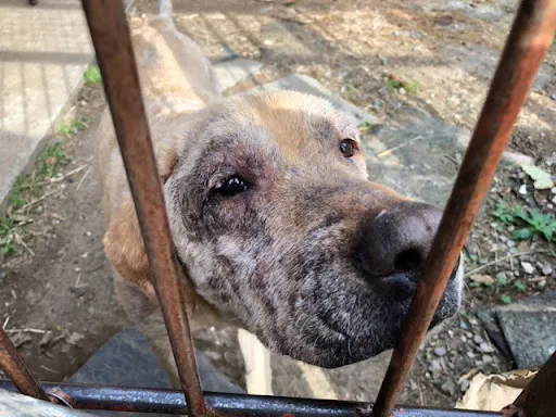 動物福祉のために 私たちができること