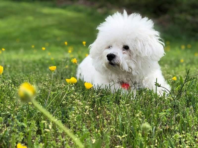 花瓶の水にも毒性が 犬に危険な植物一覧リスト