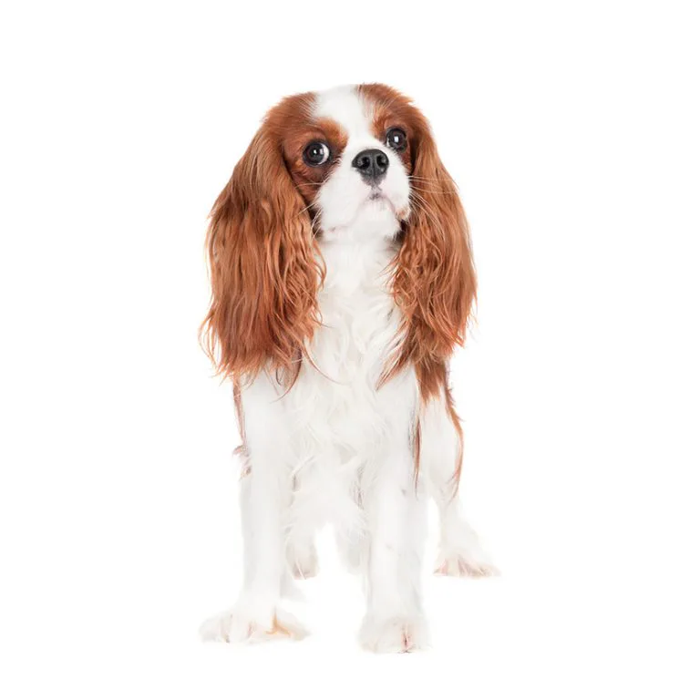 犬図鑑 キャバリア キング チャールズ スパニエル